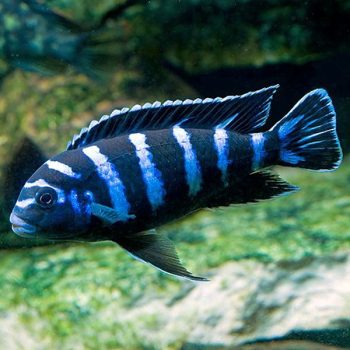 Chindongo demasoni - Demanson’S Cichlid S
