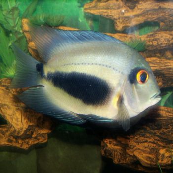 Uaru amphiacanthoides-Triangle Cichlid 4 cm