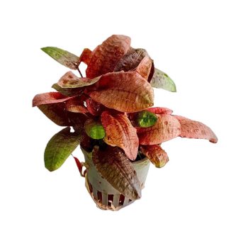 S.I Cryptocoryne wendtii 'Fancy Pink' (Topf)