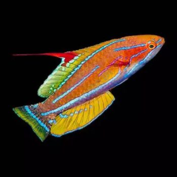 Paracheilinus flavianalis M (Male) - Yellow-fin Flasher-wrasse