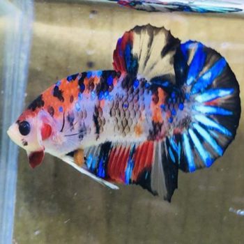 Betta splendens - Siamese Fighting Fish Koi Galaxy Male L
