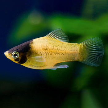 Xiphophorus maculatus - Bumblebee Platy M
