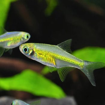 Microdevario kubotai M - Neon Green Rasbora M