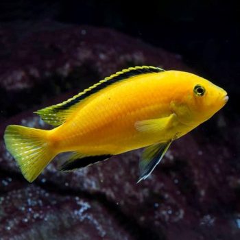 Labidochromis caeruleus - Lemon Yellow Lab 4.5cm