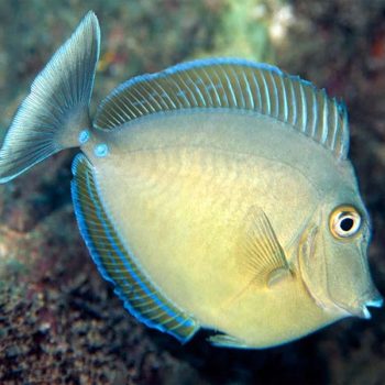 Naso unicornis Juv - Bluespine Unicornfish M