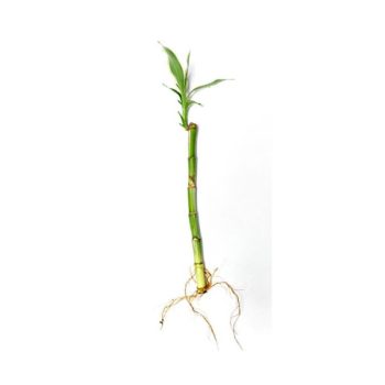 Stoffels Lucky Bamboo +/- 25 cm