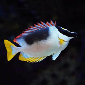Siganus magnificus - Magnificent Rabbitfish -L