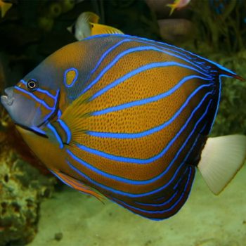 Pomacanthus annularis - Blue-Ring Angelfish L