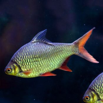 Barbonymus schwanenfeldii - Tinfoil Barb M