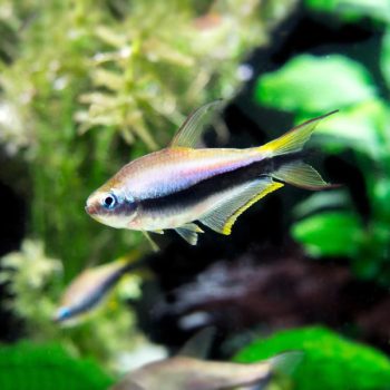 Nematobrycon palmieri - Emperor Tetra 2-3cm