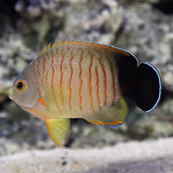 Centropyge eibli -Orangelined angelfish M