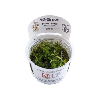 Tropica Proserpinaca palustris  "Cuba" 1-2-Grow!