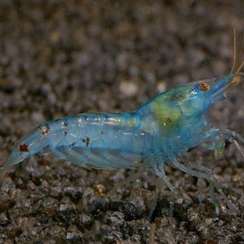 Neocaridina zhangjiajiensis-Blue Pearl Shrimp