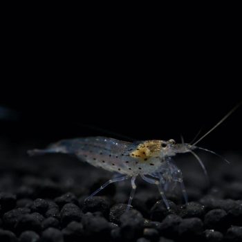Caridina multidentata (Japonica) - Amano Shrimp M