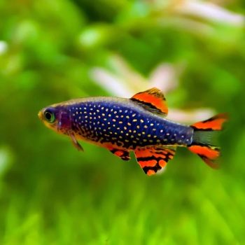 Danio Margaritatus - Rasbora Galaxy M