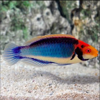 Cirrhilabrus solorensis -Redheaded fairy wrasse-M