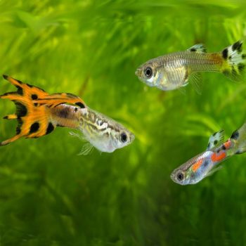 Poecilia wingei-Guppy Endler Mix (Male) 2-2.5cm