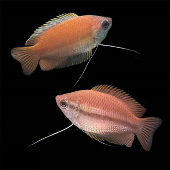 Colisa chuna-Honey Gourami S/M