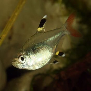 Pristella maxilaris - X-Ray Tetra 2.5cm