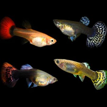 Poecilia reticulata – Guppy Female assorted 3 cm