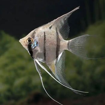 Pterophyllum scalare-Peruvian Altum Angelfish 3-4cm