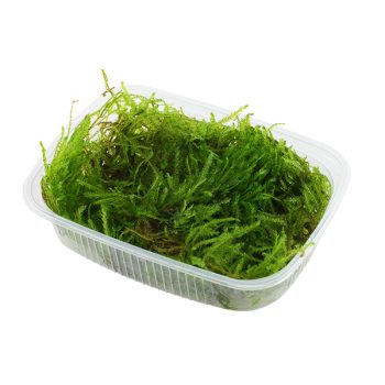 Tropica Taxiphyllum "Spiky" Portion