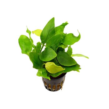 S.I Anubias barteri var. nana 'Golden' ( Yellow Heart )