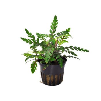 Stoffels Hygrophila pinnatifida