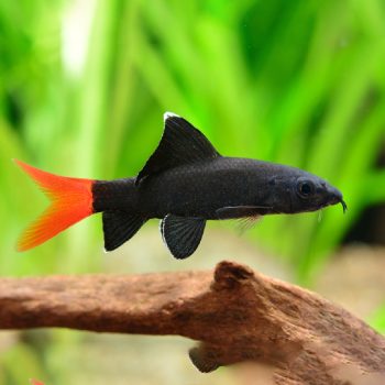 Epalzeorhynchos bicolor - Red Tail Black Shark 4-5cm