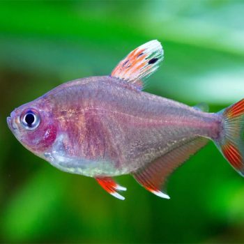 Hyphessobrycon rosaceus - Rosy Tetra M/L