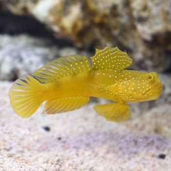 Cryptocentrus cinctus - Yellow Prawn Goby