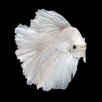 Betta splendens - Siamese Fighting Fish White Super Delta Male 4cm