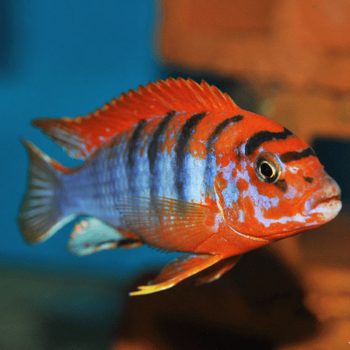 Labidochromis hongi Hongi Red Top Cichlid 1.5cm