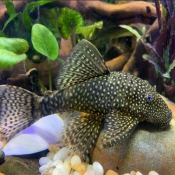 Ancistrus sp. - Bristlenose Pleco Black L144 5-6cm
