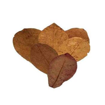 Nature4Pets Catappa 15 pcs 15-20cm