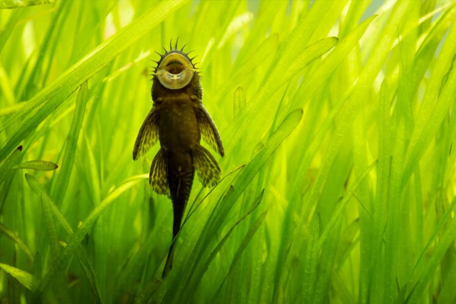 ποια ψάρια καθαρίζουν το ενυδρείο