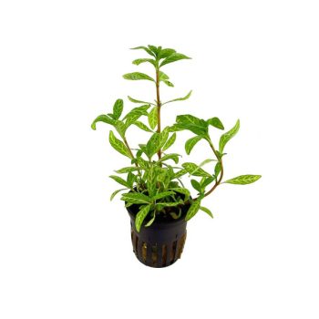 Stoffels Hygrophila polysperma 'Rosanervig'(Topf)