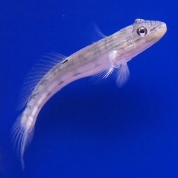 Valenciennea longipinnis -Stripped sleeper goby M