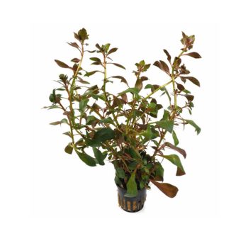 Stoffels Ludwigia repens