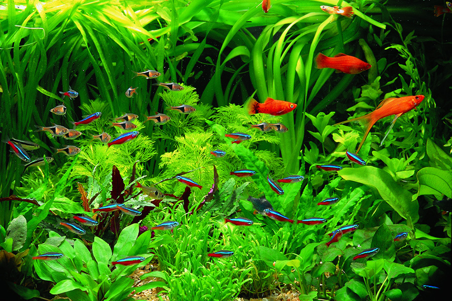 εύκολα φυτά ενυδρείου