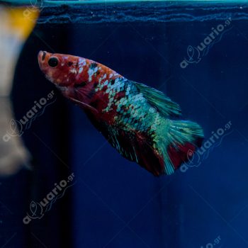 Betta splendens - Siamese Fighting Plakat Fancy Male 4-5cm