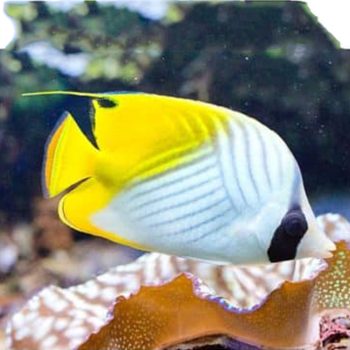 Chaetodon auriga M - Threadfin Butterflyfish