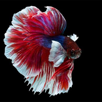 Betta splendens - Siamese Fighting Fish Doubletail 3.5-4cm