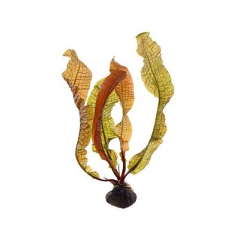 Stoffels Aponogeton boivinianus