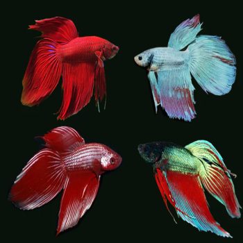 Betta splendens -Betta Longfin Male 4-5 cm