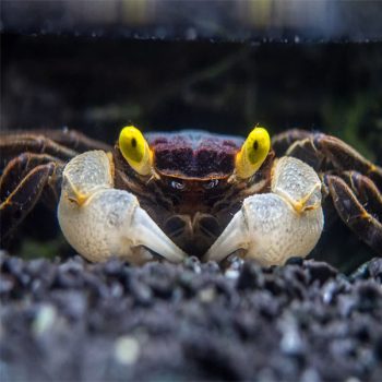 Geosesarma sp-Goldeneye Vampire Crab 2cm