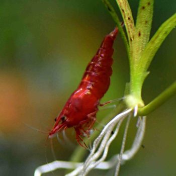 Neocaridina davidi -SUPER Red Cherry Shrimp 1.5cm