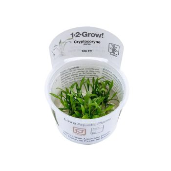 Tropica Cryptocoryne parva 1-2-Grow!