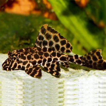 Pterygoplichthys joselimaianus-Leopard Spotted Pleco 6cm