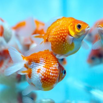 Carassius auratus -Ping Pong Pearl Scale Assorted 5-6cm
